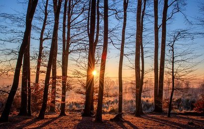 forest-1950402__340[1]