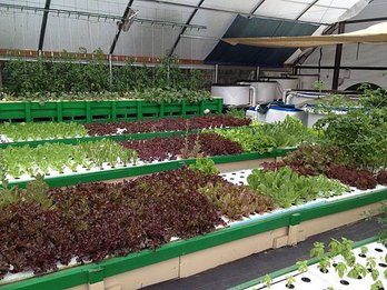 commercial-aquaponics-systems-01