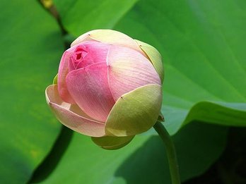 water-lotus-1364465_960_720.jpg