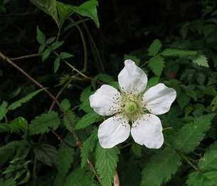 1030419-102縣道_虎婆刺(薄瓣懸鉤子).jpg