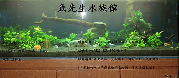 &lt;魚先生水族館&gt;TEL:0920-888-274 清洗魚缸,魚缸清洗保養ˋ魚缸訂做ˋ魚缸造景ˋ魚缸設計ˋ定期魚缸清洗保養ˋ水草造景ˋ風水魚缸ˋ水族箱清洗保養ˋ辦公室風水魚缸ˋ居家風水魚缸ˋ魚池清洗保養 