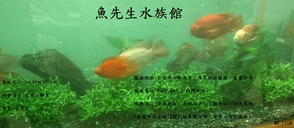 魚先生水族館, 魚缸清洗, 0920-888-274, 魚缸保養, 清洗, 清洗魚缸, 水族館, 保養魚缸, 洗魚缸, 台北市水族館清洗, 魚缸清潔