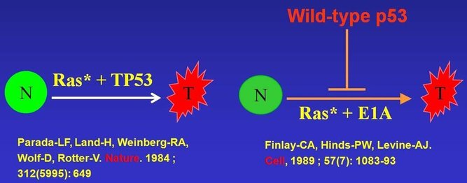 p53 + Ras