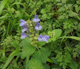 1050417向天池_耳挖草(印度黃芩).jpg