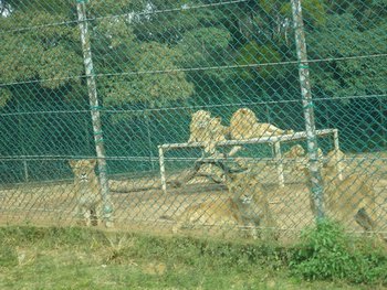 IMGP1841-1.jpg