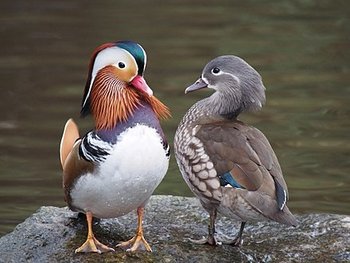 440px-Pair_of_mandarin_ducks.jpg