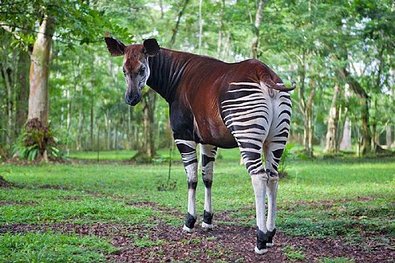 Okapi_1.jpg