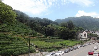 茶園.JPG