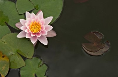 pink_water_lily_flower.jpg