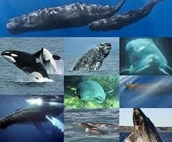 Cetaceans - toefl.jpg