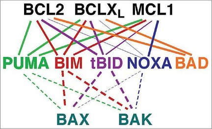 BCL MCL1