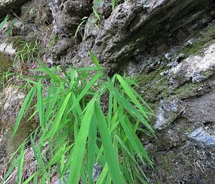 1030830綠水合流_台灣蘆竹.jpg