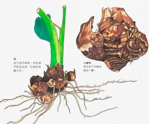 蔬菜大驚奇-00016－1-02-02