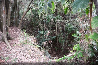 竹北東平里土牛溝/竹北蕃仔寮土牛溝/250年老榕樹土地公福昌