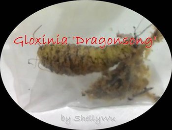 Gloxinia Dragonsong_20150513Fan KC.jpg