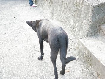 狗.JPG