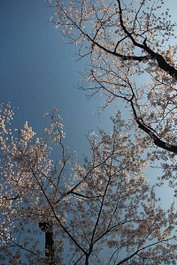 IMG_2136