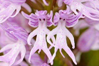 裸男蘭 Orchis italica - 裸男蘭