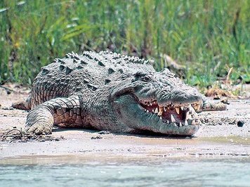 jpg_Questo_Crocodylus_niloticus_sulle_rive_del_Nilo_a_Murchison_Falls_sembra_uscito_dalla_preistoria_c_Mazza.jpg