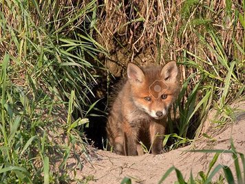 24219912-young-fox-comes-out-of-the-hole-red-fox-vulpes-vulpes-50-days-old.jpg