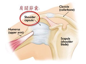 Shoulder joint 01