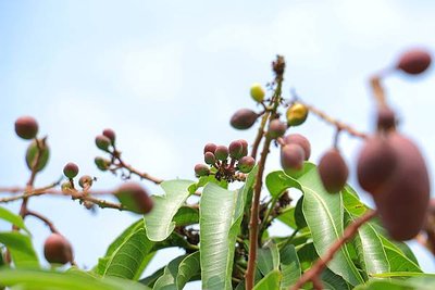 枋山芒果產季