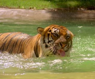 450762018-ベンガルタイガー-振ル-捕食動物-泳グ.jpg