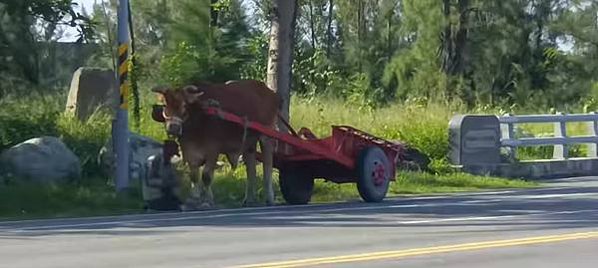 台灣最早出現的牛車，是板輪牛車。板輪牛車，顧名思義是以木板為