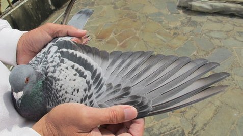 中泰187號