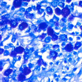 TQF Dog Mast Cell Tumor 630x.png