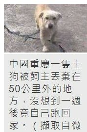 發現狗狗靠南北短跑定位，找出最佳回家路線內建超強GPS-動物