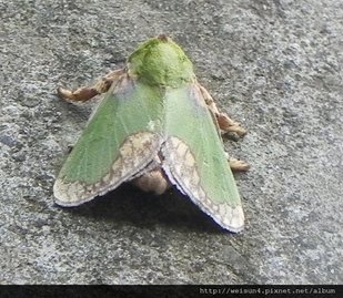 昆蟲綱_鱗翅目_刺蛾科_基褐綠刺蛾_苗縣-神龍山莊_20160424.JPG