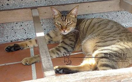 猴硐喵咪村