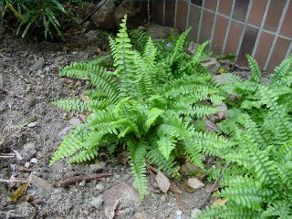 Boston fern.bmp