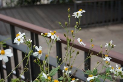 臺北好地方～大安森林公園&amp;永康隨走