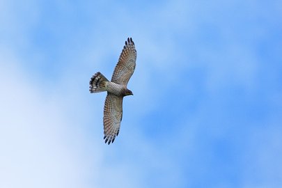 Grey-faced_Buzzard_Eagle_GQ8A7715.jpg