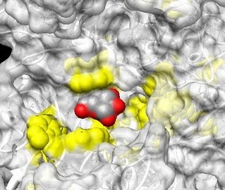 glycosidase.jpg