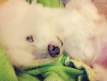 調皮樣的Bo
