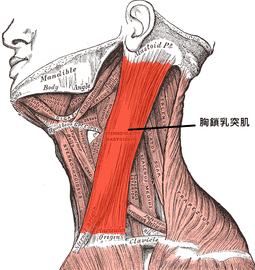 Sternocleidomastoideus.png