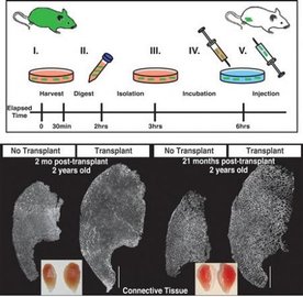 stem cell for muscle.jpg