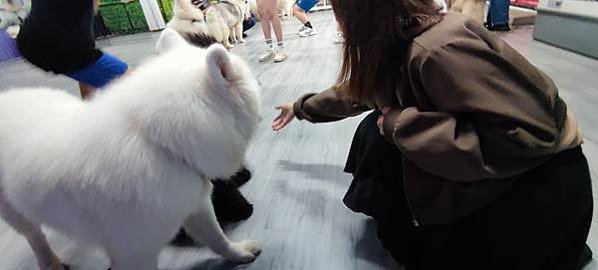 【高雄小港景點】微笑天使的寵物餐廳 擁抱薩摩耶阿拉斯加 還有