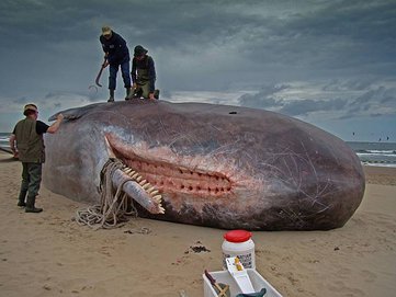 Dirk_Claesen_-_Sperm_Whale.jpg