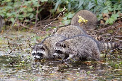 __opt__aboutcom__coeus__resources__content_migration__mnn__images__2014__07__raccoons-in-pond-f0965689040c4ed49afb03b1211a31bc.jpg