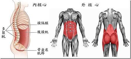 CORE MUSCLE