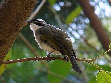 鳥聲鳥語5