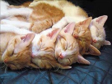 523867__hugging-kittens-for-carmen_p.jpg