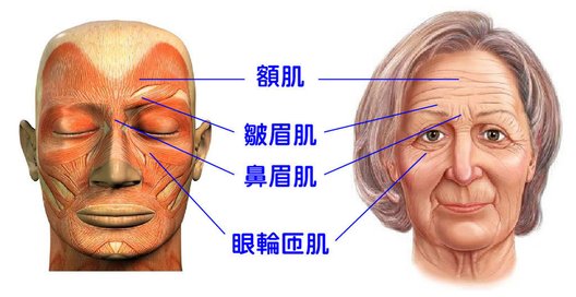 肌肉紋路-01.jpg