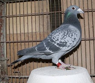 2012DV802-04687BBC.jpg
