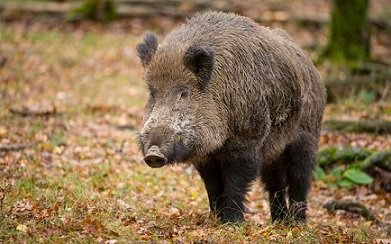 boar_3023393b.jpg