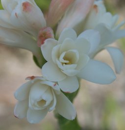 tuberose03